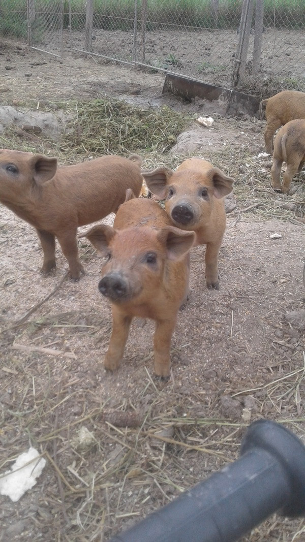 Vörös Duroc malacok néznek a kamerába