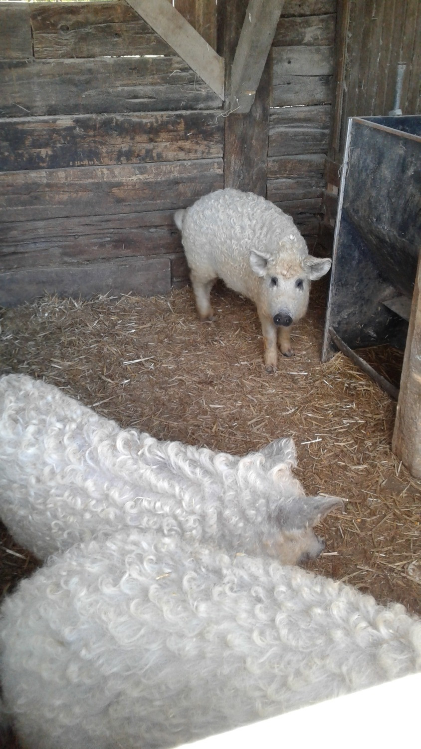 Göndör szőrű mangalica a régi fapajtában