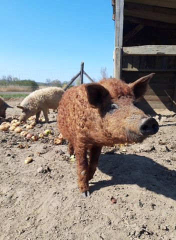 Vörös mangalica a napsütésben, almákkal a földön