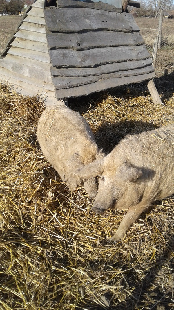 Két göndör szőrű mangalica turkál a szalmában
