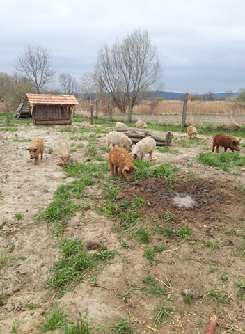 Legelésző sertések a szabad legelőn, fa menedékkel