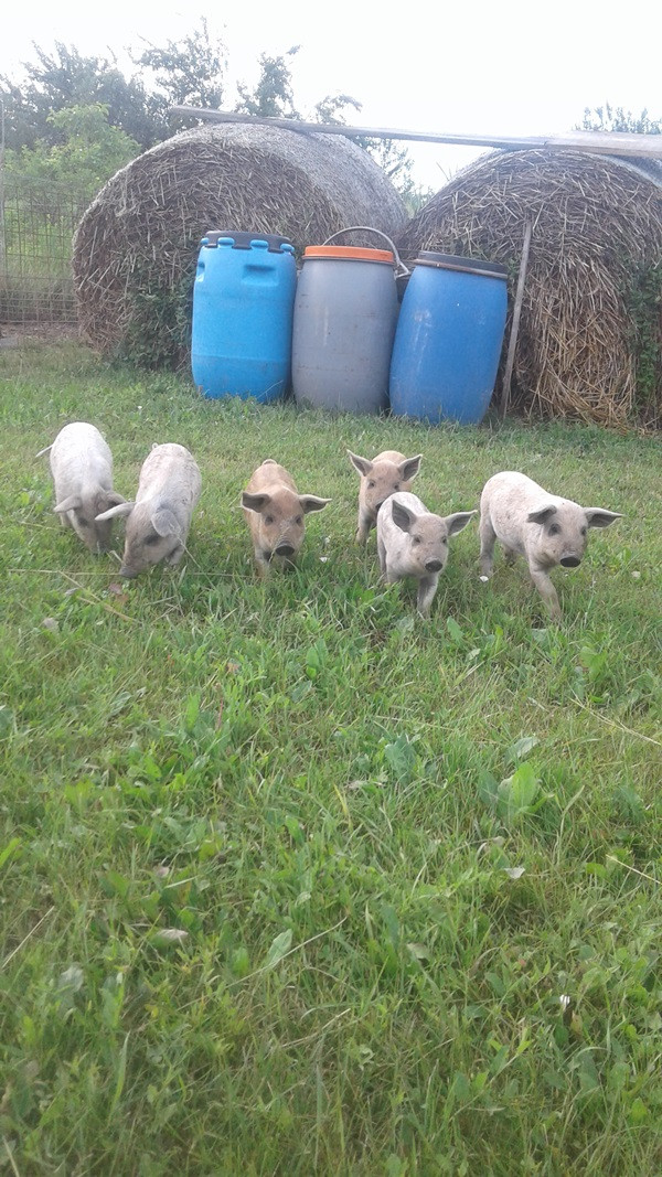 Hat malac a zöld fűben, szalmabálák előtt